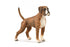 CollectA - Dog - Boxer