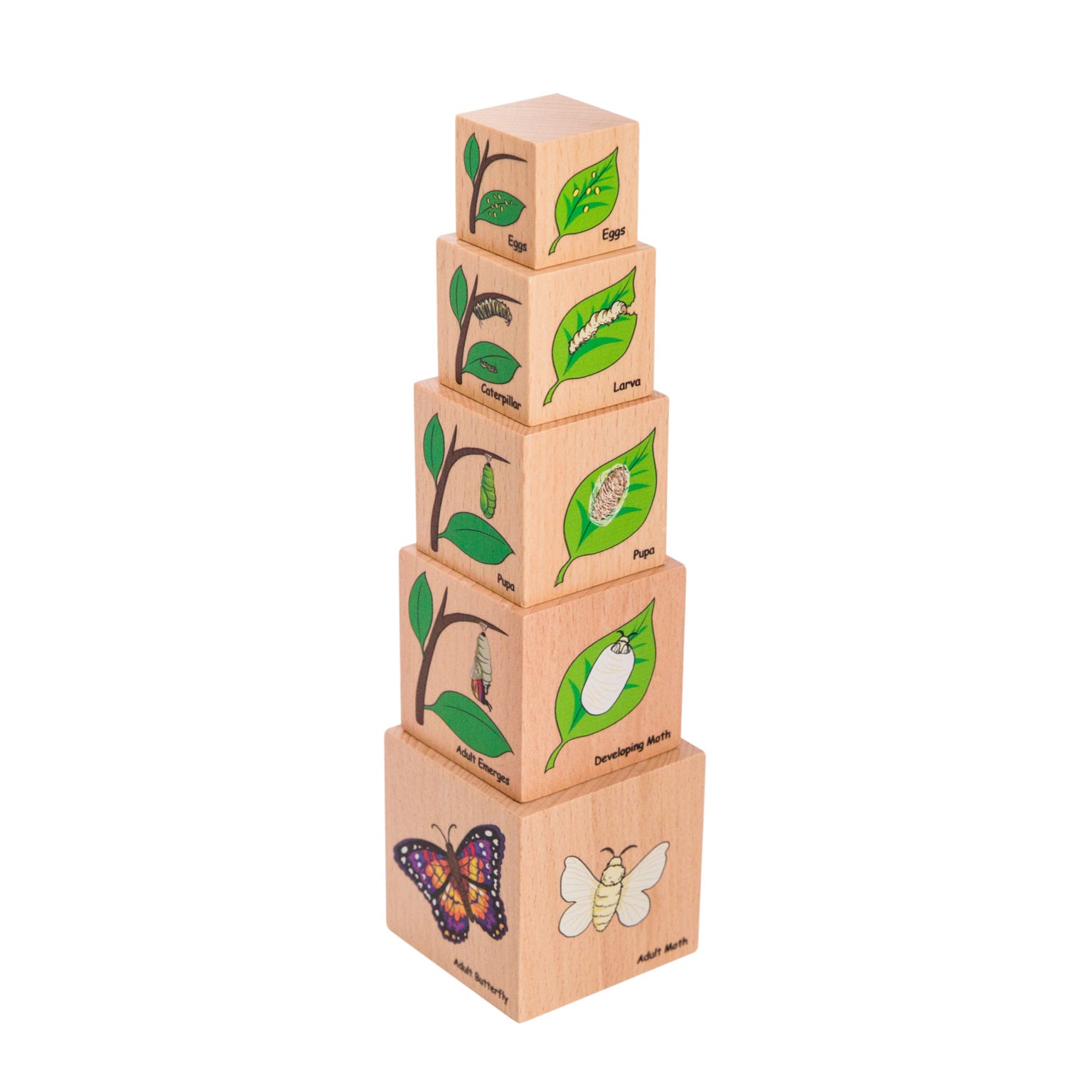 The Freckled Frog - Lifecycle Stacking Blocks  - Wooden