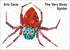 The Very Busy Spider - paper back