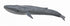 CollectA - Ocean-  Blue Whale (XL)