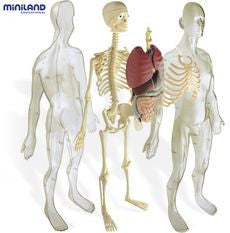 MINILAND EDUCATIONAL Science Human Anatomy & Skeleton